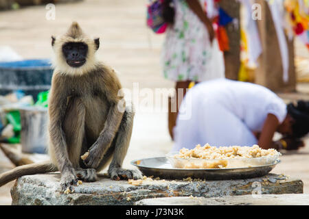 A grey langur steals some rice placed outside a temple while a woman bows down to pray at a temple in Anuradhapura, Sri lanka. Stock Photo