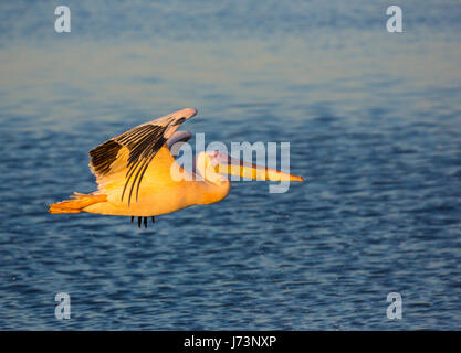 Pelicans are a genus of large water birds that makes up the family Pelecanidae. They are characterized by a long beak and a large throat pouch. Stock Photo