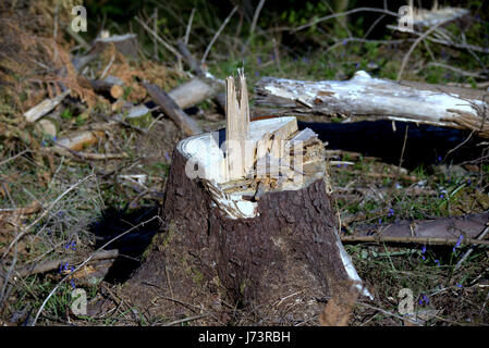 Chatelherault Country Park deforestation cutting down of forest tree giving the finger sign Stock Photo