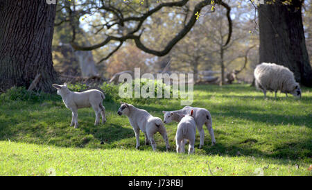 sheep grazing Chatelherault Country Park Cadzow Oaks, Hamilton High Parks, Hamilton, South Lanarkshire Stock Photo