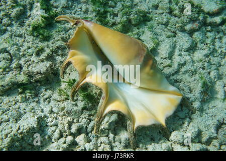 A giant spider conch shell, Lambis truncata, bottom part, marine gastropod mollusk underwater, alive specimen, Pacific ocean, French Polynesia Stock Photo