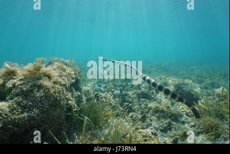 Underwater sea snake swimming over the seabed, banded sea krait, Laticauda colubrina, south Pacific ocean, New Caledonia, Oceania Stock Photo