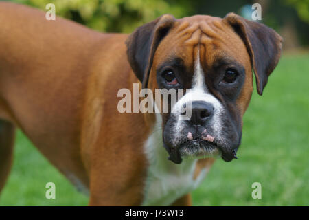 Boxer dog puppy Stock Photo