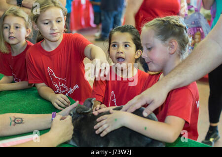 Phoenix, Arizona - Children pet Rex, a therapy rabbit, at the Maricopa County Fair. Stock Photo