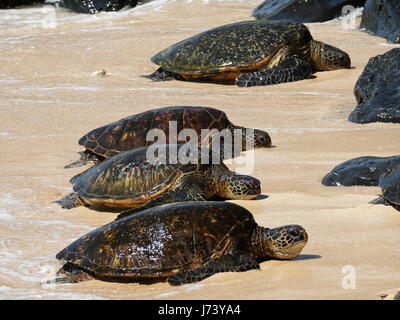 Green Sea Turtles (Chelonia mydas) resting on the beach at Ho'okipa Beach Park, Paia, Maui, Hawaii. Stock Photo