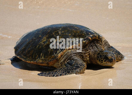 Green Sea Turtles (Chelonia mydas) resting on the beach at Ho'okipa Beach Park, Paia, Maui, Hawaii. Stock Photo