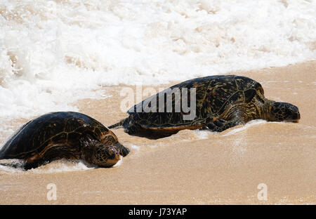 Green Sea Turtles (Chelonia mydas) resting on the beach at Ho'okipa Beach Park, Paia, Maui, Hawaii. Stock Photo