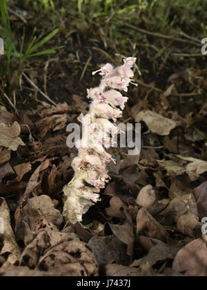 Toothwort - Lathraea squamaria Stock Photo