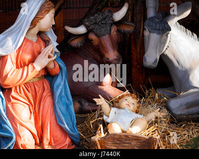 Christmas and manger scene with life size statues of Virgin Mary, Jesus Child, steer, donkey in a plaza. Stock Photo