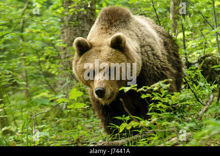 Brown bear from mountains of Croatia Stock Photo