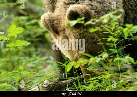 Brown bear from mountains of Croatia Stock Photo