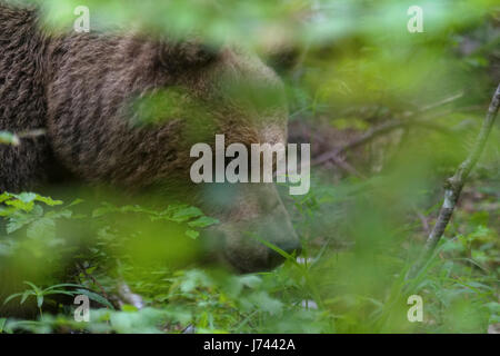 Brown bear from mountains of Croatia Stock Photo