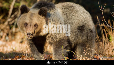 Brown bear from mountains of Croatia Stock Photo