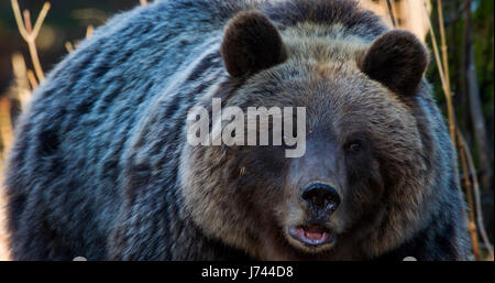 Brown bear from mountains of Croatia Stock Photo