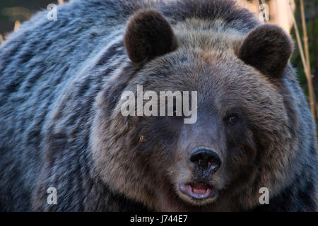 Brown bear from mountains of Croatia Stock Photo