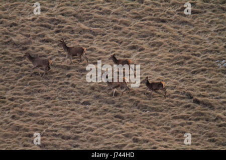 Red deer in the mountains of Croatia Stock Photo