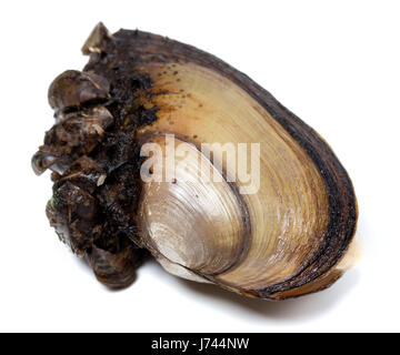 Anodonta (river mussels) covered with small mussels. Isolated on white background. Stock Photo