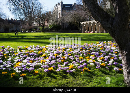 Spring, at last; a welcome display of massed crocuses in Dean's Park Garden, City of York, England, UK Stock Photo