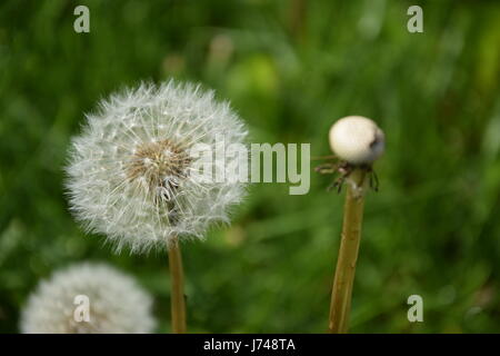 Common Dandelion (Taraxacum officinale) seed heads in meadow Stock Photo