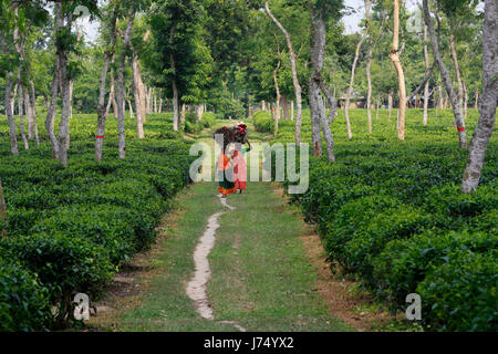 Female workers carry firewood on their head at tea garden at Srimangal. Moulvibazar, Bangladesh.. Stock Photo