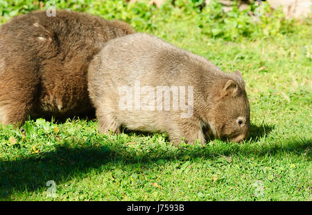 Wild Mother and baby Common Wombat (Vombatus ursinus), New South Wales, NSW, Australia Stock Photo