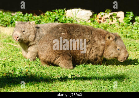 Wild Mother and baby Common Wombat (Vombatus ursinus), New South Wales, NSW, Australia Stock Photo