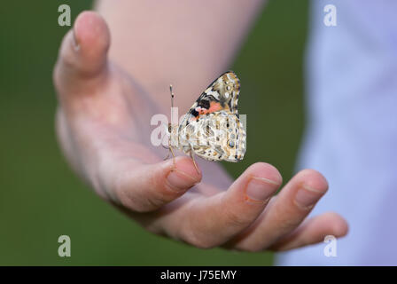 Painted lady (Vanessa cardui) aka cosmopolitan, sitting trustingly on a child's hand. Stock Photo