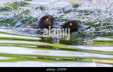 Pair of Tufted Ducks (Aythya fuligula) in water fighting and chasing each other in Spring in West Sussex, UK. Stock Photo