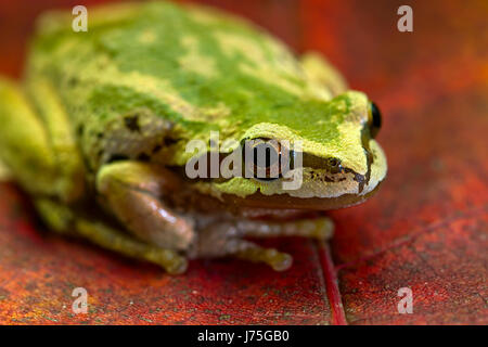 tree amphibian frog pacific salt water sea ocean water chorus backdrop Stock Photo