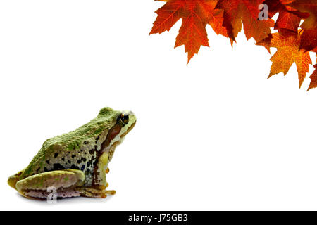 tree amphibian frog pacific salt water sea ocean water chorus backdrop Stock Photo