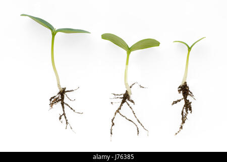 Tree small different green sprouts isolated on white. Roots visible. Stock Photo