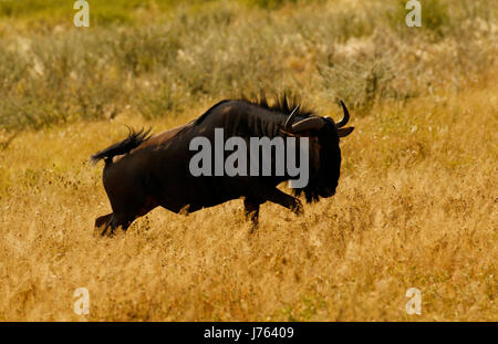 Blue Wildebeest or Brindled Gnu running for fun Stock Photo