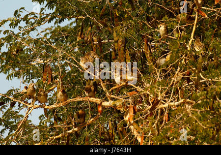 Red billed Quelea in non breeding plumage feeding on seed pods Stock Photo