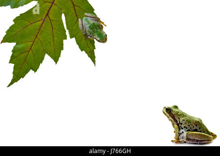 leaf tree amphibian frog pacific salt water sea ocean water chorus northwest Stock Photo