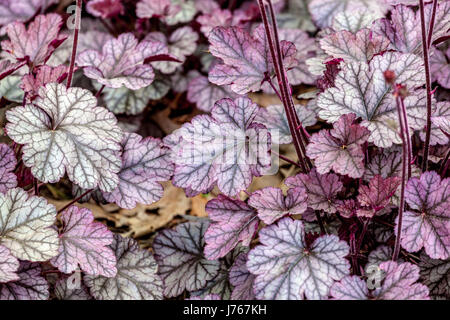 Heuchera ‘Silver Scrolls’, Coral Bells Stock Photo