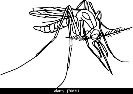 colour illustration paint draw mosquito legs danger macro close-up macro Stock Photo