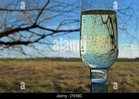 Glass of sparkling wine outdoors. Focus on foreground. Stock Photo