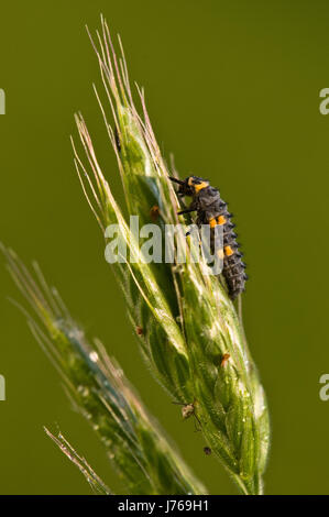 insect black swarthy jetblack deep black larva orange yellow ladybug grain Stock Photo