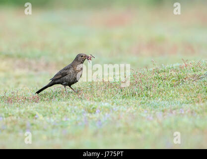 Female blackbird (Turdus merula) gathering worms to feed a brood of chicks. Stock Photo