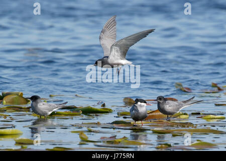 whiskered tern (Chlidonias hybrida) and black terns ( Chlidonias niger) adults resting on water lillies on water in Danube delta, Romania Stock Photo