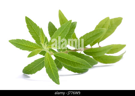 Lemon Verbena (beebrush) isolated on white background Stock Photo