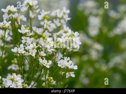Horseradish flowers, meadow white flowers Stock Photo