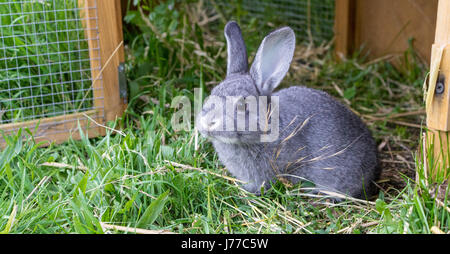 Gray rabbit in front of the rabbit barn Stock Photo