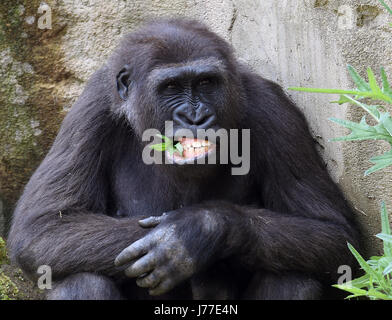 Hanover, Germany. 23rd May, 2017. Female gorilla Kala bites a thistle leaf in the free range of the Hanover Adventure Zoo in Hanover, Germany, 23 May 2017. Photo: Holger Hollemann/dpa/Alamy Live News Stock Photo