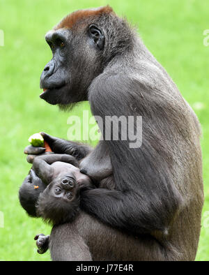 Hanover, Germany. 23rd May, 2017. Female gorilla Melima sits with her child in her arm in the free range of the Hanover Adventure Zoo in Hanover, Germany, 23 May 2017. Although Melima gave birth to her offspring since 22 April, they both remained up until recently in their rainforest house due to the low temperatures and are currently exploring their territory under the sunny weather. Photo: Holger Hollemann/dpa/Alamy Live News Stock Photo