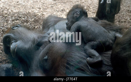 Hanover, Germany. 23rd May, 2017. Female gorilla Melima lies with her child in her arm in the free range of the Hanover Adventure Zoo in Hanover, Germany, 23 May 2017. Although Melima gave birth to her offspring since 22 April, they both remained up until recently in their rainforest house due to the low temperatures and are currently exploring their territory under the sunny weather. Photo: Holger Hollemann/dpa/Alamy Live News Stock Photo