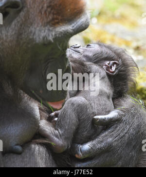 Hanover, Germany. 23rd May, 2017. Female gorilla Melima sits with her child in her arm in the free range of the Hanover Adventure Zoo in Hanover, Germany, 23 May 2017. Although Melima gave birth to her offspring since 22 April, they both remained up until recently in their rainforest house due to the low temperatures and are currently exploring their territory under the sunny weather. Photo: Holger Hollemann/dpa/Alamy Live News Stock Photo