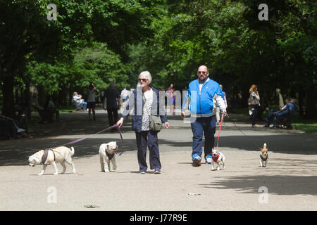 London UK. 24th May 2017. People walking their dogs   in the sunshine on a hot day  in Regents Park as temperatures soar and a heatwave is predicted over the next few days in the capital and across much of Southern Britain Credit: amer ghazzal/Alamy Live News Stock Photo