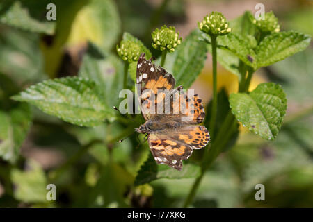 Painted Lady Butterfly - Vanessa cardui - May 2017, Los Angeles, California USA Stock Photo