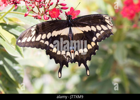 Anise Swallowtail Butterfly - Papilio zelicaon - May 2017, Los Angeles, California USA Stock Photo